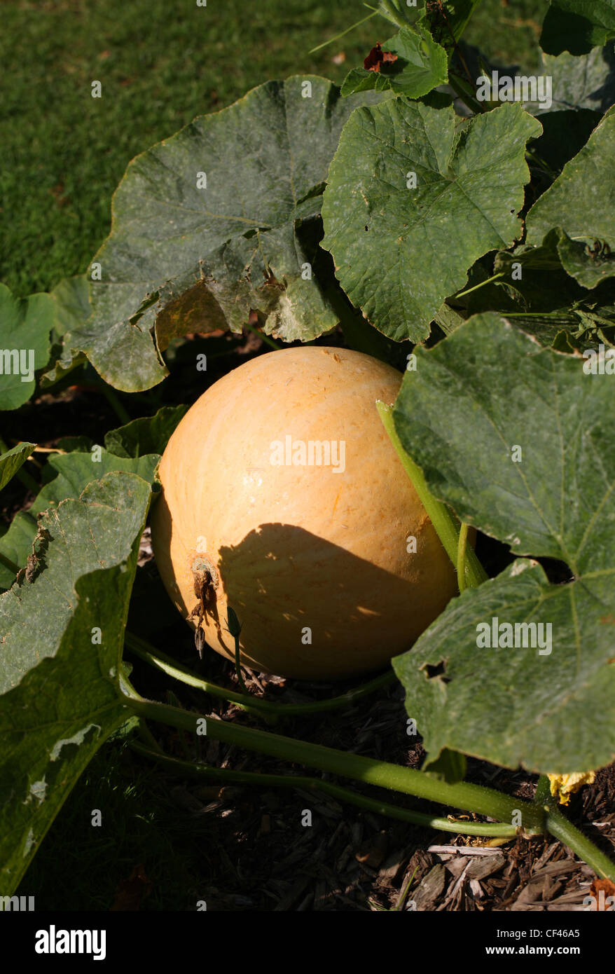 Domaine de citrouille, Cucurbita pepo, Cucurbitaceae. Automne Citrouille, aka gourde bouteille amère, les courgettes, la moelle, le squash. Banque D'Images