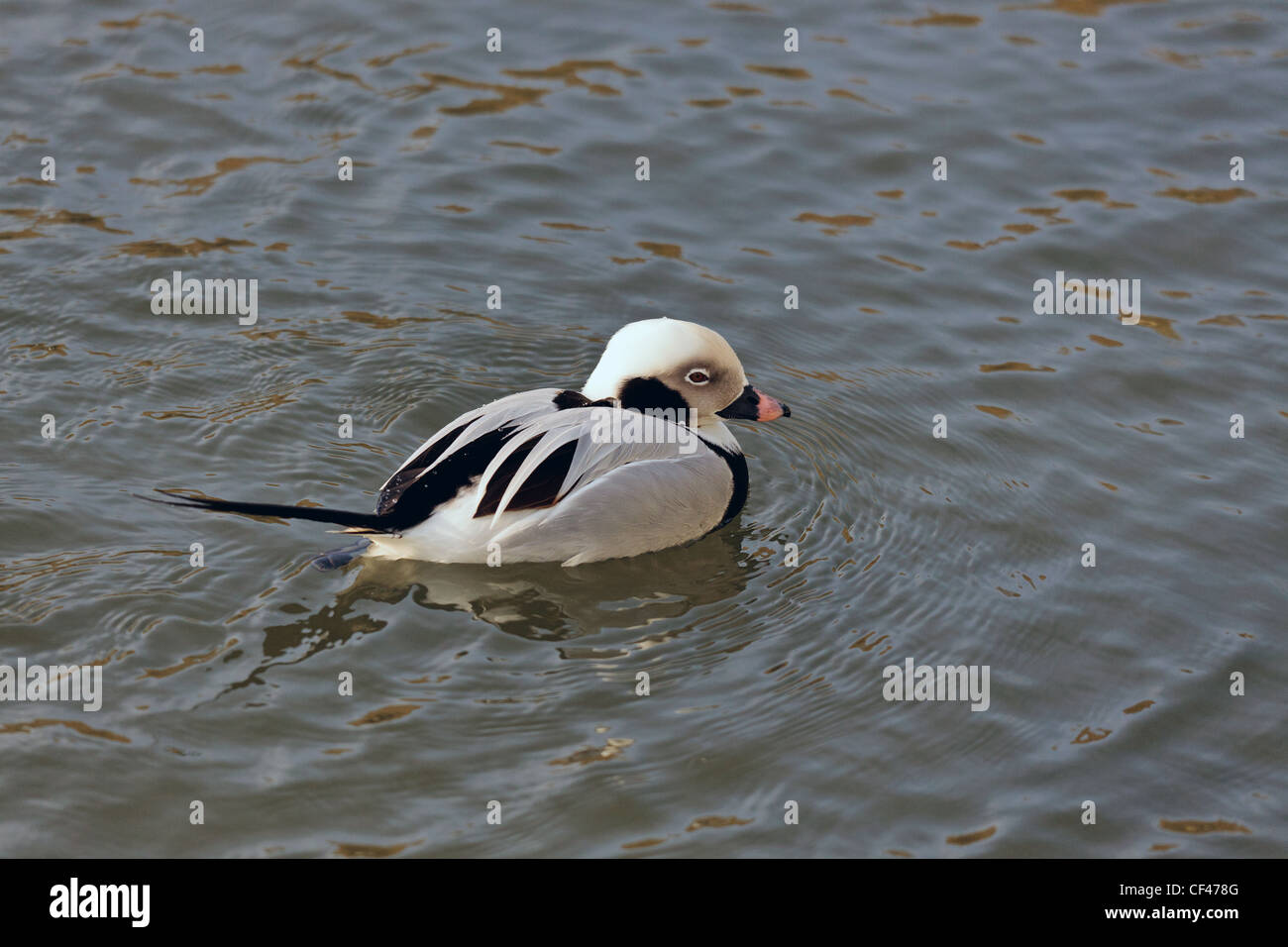 Long-tailed Duck ou Canard kakawi Clangula hyemalis Banque D'Images