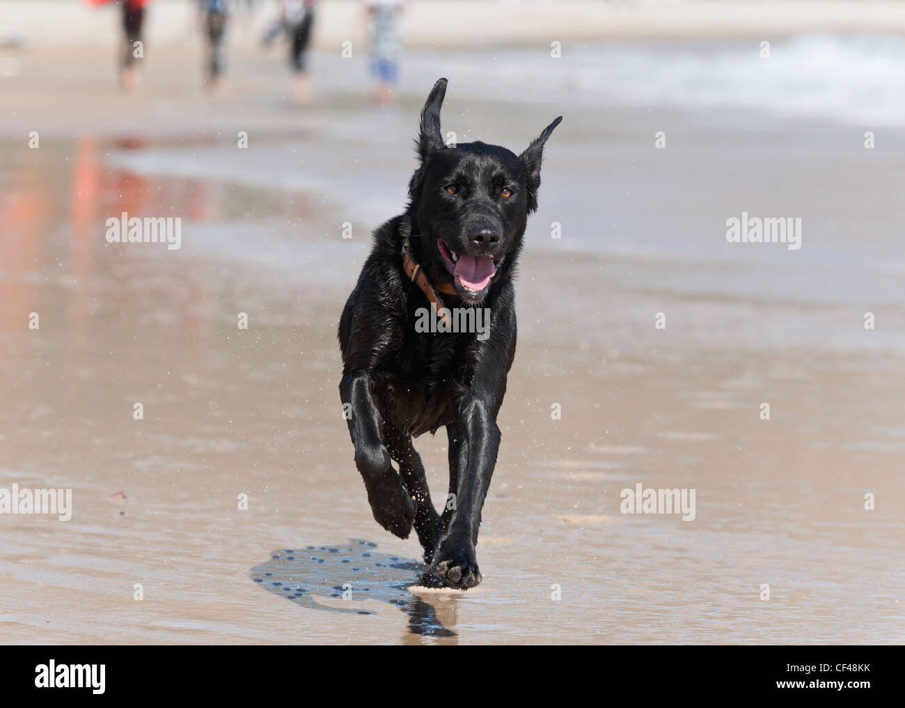 Un chien noir court à travers le sable humide à la plage de Punta Paloma ; Tarifa Cadiz Andalousie Espagne Banque D'Images