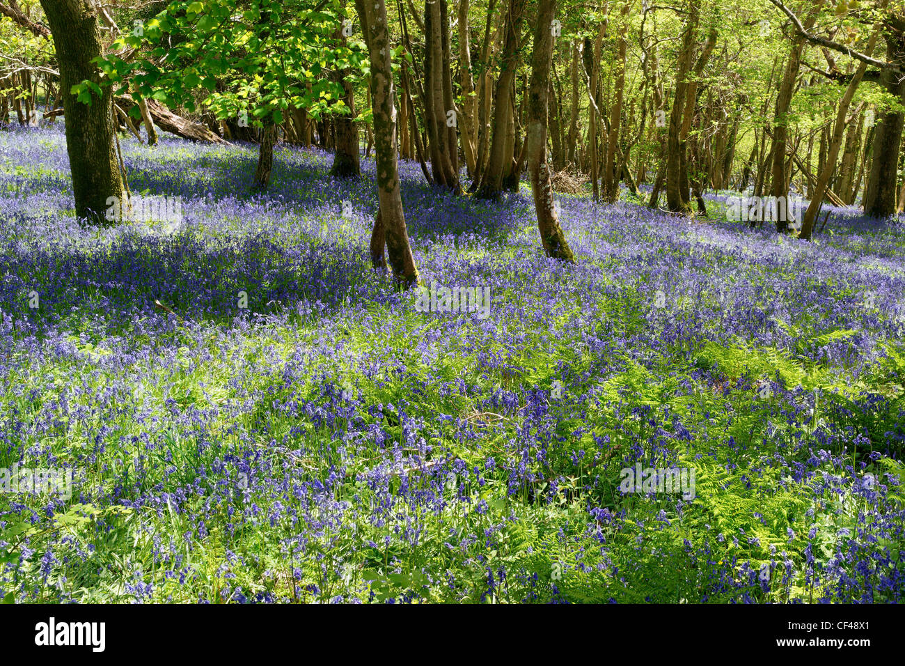 Bluebell woods près de Tyneham dans le Dorset. Banque D'Images