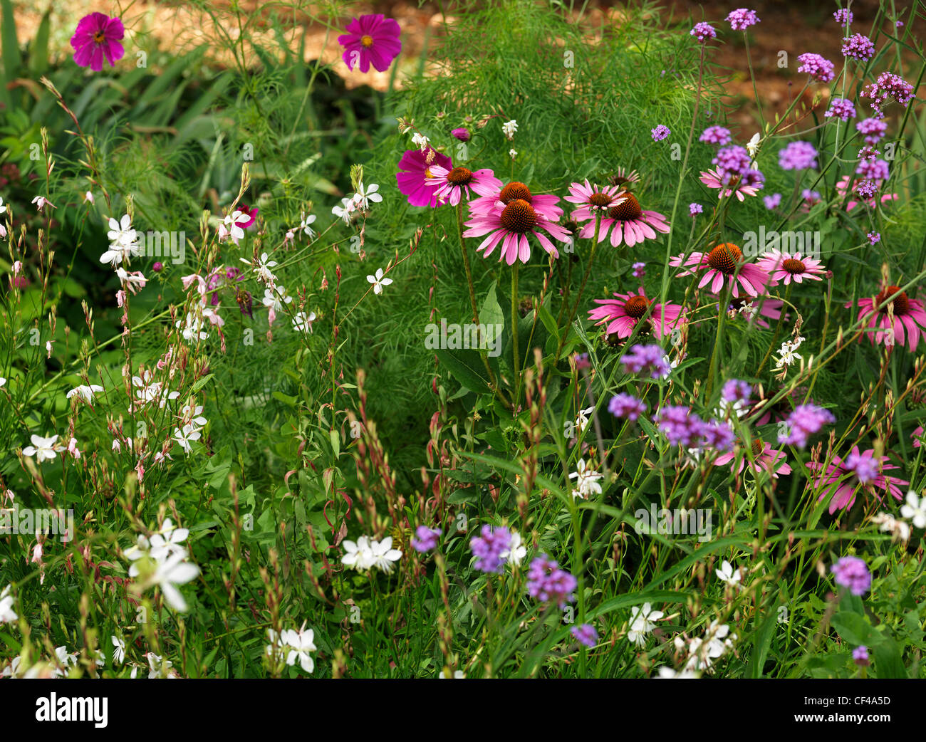 La floraison des fleurs dans un jardin de campagne anglaise en été. Banque D'Images
