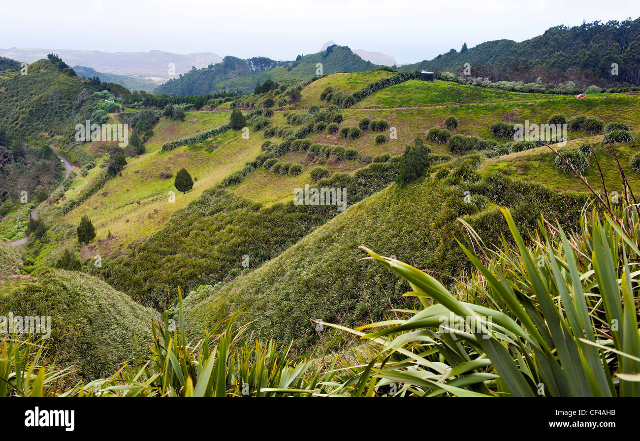 L'île de Sainte-Hélène dans l'Atlantique Sud vue mer à partir de Diana's Peak montrant sur le flanc de la culture du lin Banque D'Images