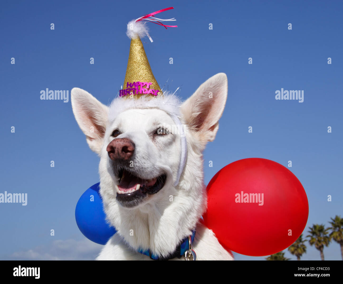 Berger Allemand Blanc Avec Des Ballons Et Joyeux Anniversaire Habillage Photo Stock Alamy