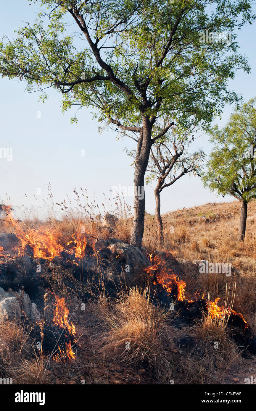 Bush fire flames dans la campagne indienne Banque D'Images