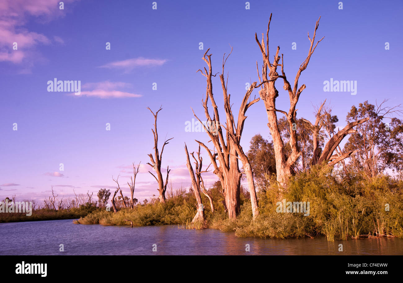Lever du soleil sur la rivière Murray en Australie du Sud Banque D'Images