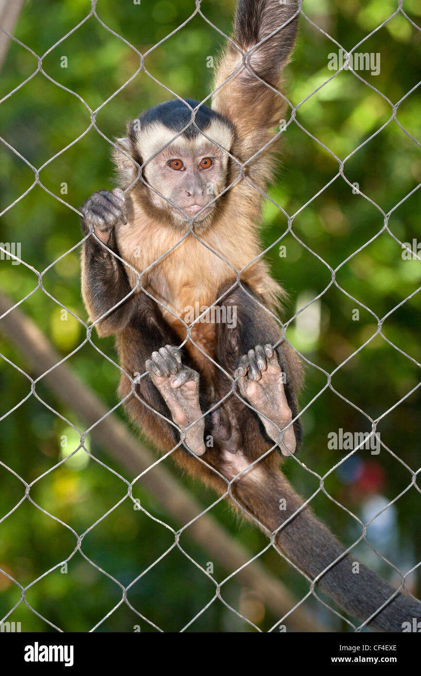 Singe capucin touffetée accroché sur le fil dans Note-Captive-cage sujet. -San Diego, Californie, USA. Banque D'Images