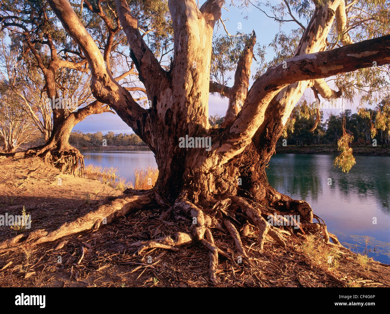 River red gum au début de lumière du matin au bord de la Murray River à Neds Corner, Victoria, Australie Banque D'Images