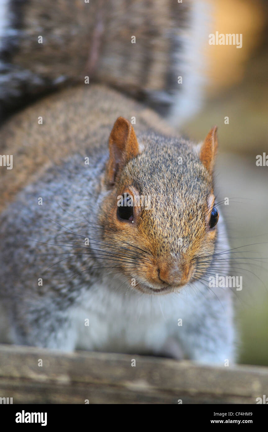 Un écureuil gris à la direction de l'appareil photo en format portrait UK Banque D'Images