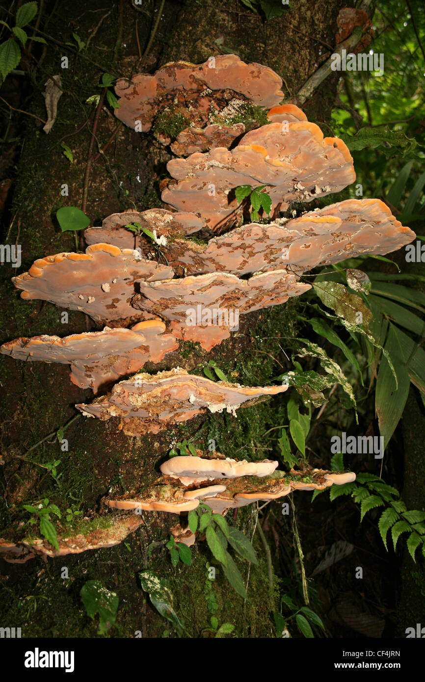 Les champignons du support sur un arbre au Costa Rica Banque D'Images