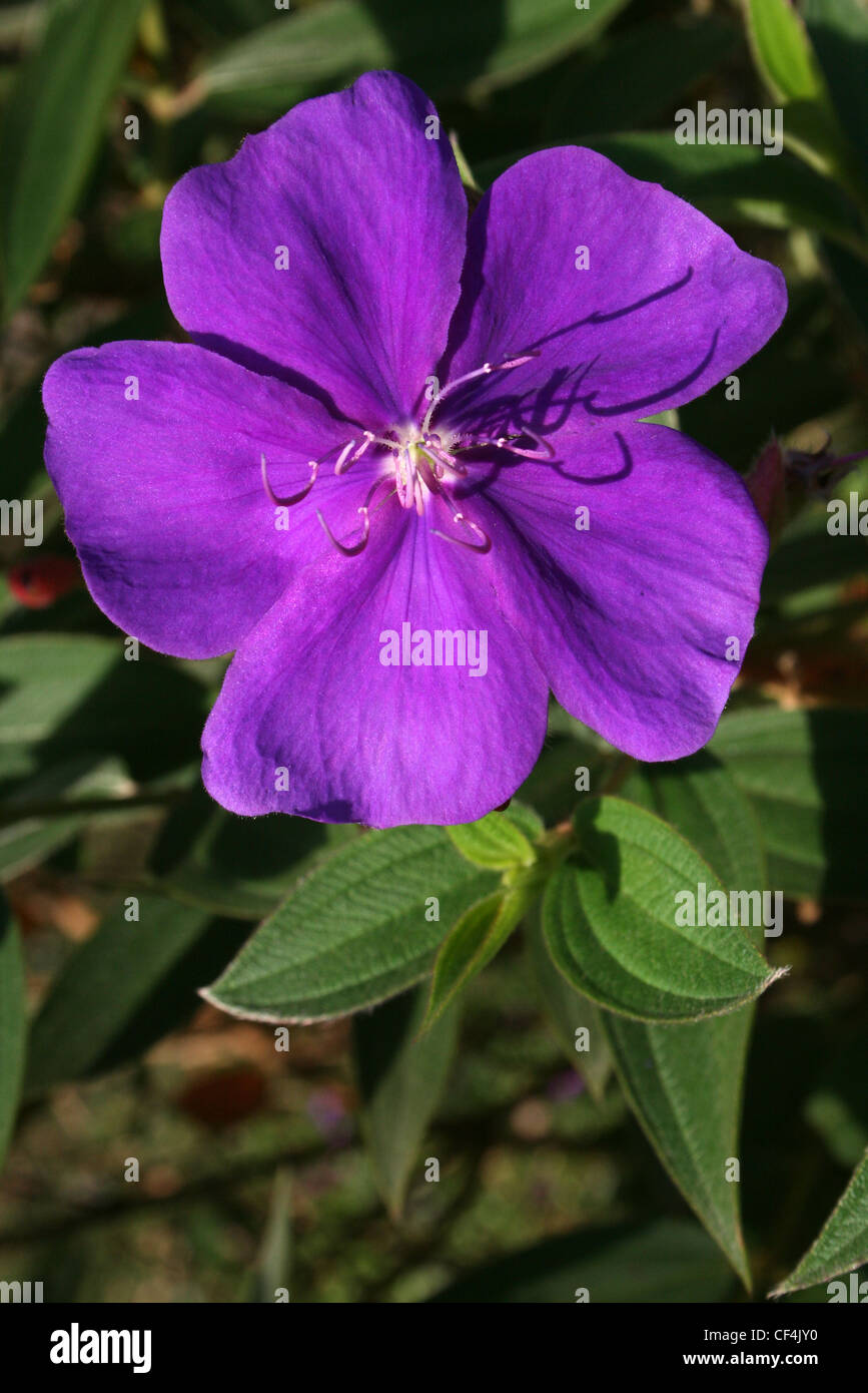 Fleur princesse alias Tibouchina urvilleana Bush gloire qui est originaire de Brésil Banque D'Images