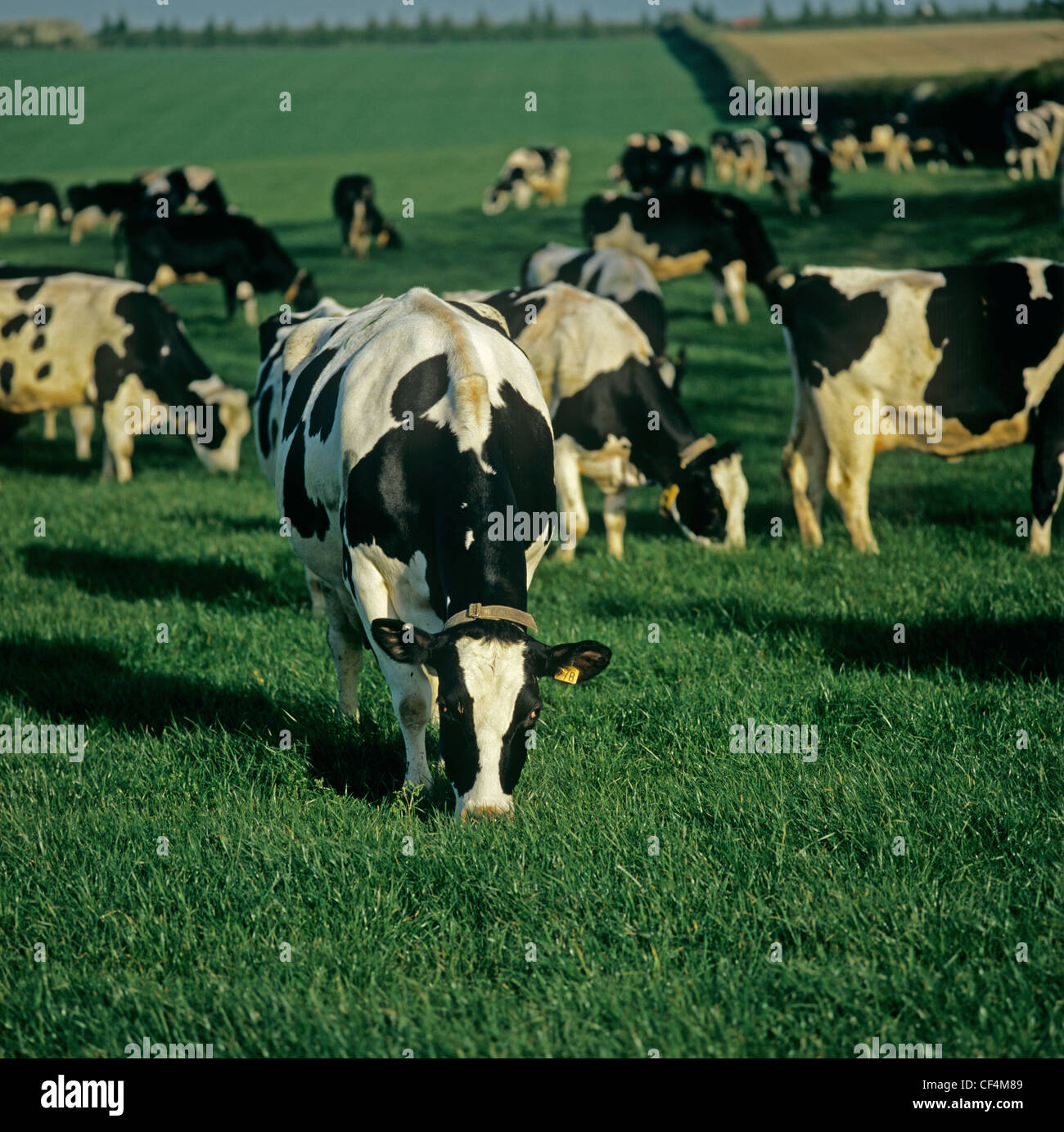 Friesian Holstein vaches qui paissent l'herbe de printemps peu après le premier tour de l'année Banque D'Images
