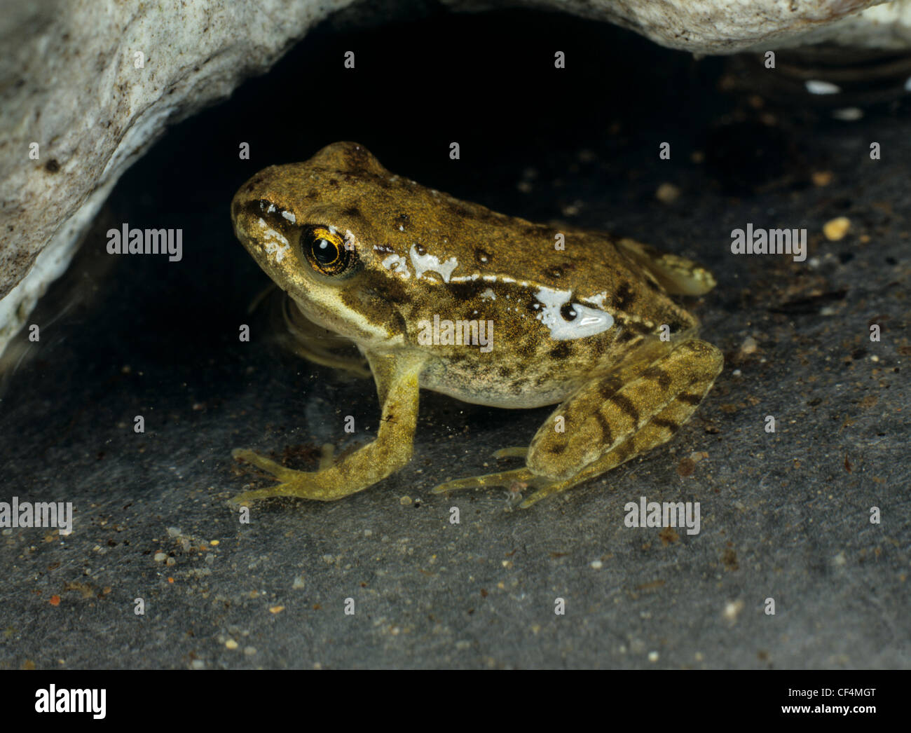Jeune grenouille (Rana temporaria) peu après avoir perdu sa queue Banque D'Images