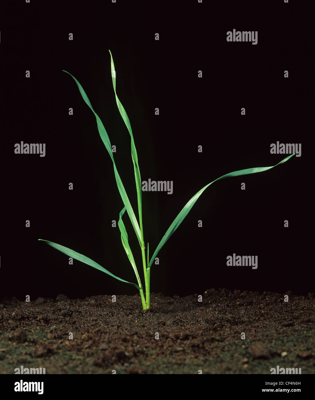 Les jeunes plants de blé au stade 21 Banque D'Images