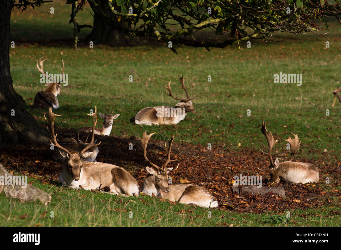 Les cerfs sauvages dans la région de Chatsworth Park Angleterre Derbyshire Peak District Banque D'Images