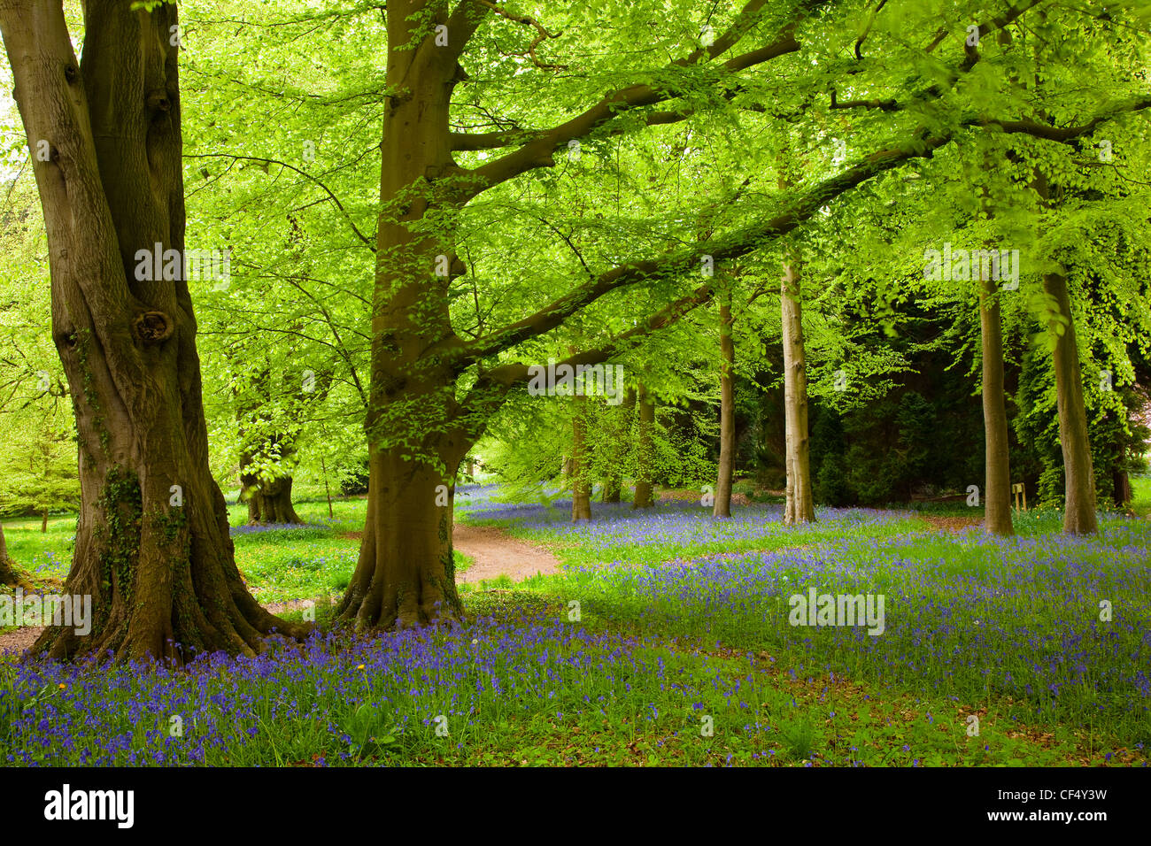 Un tapis de jacinthes à Perrow Thorp Arboretum près de Bedale. Banque D'Images