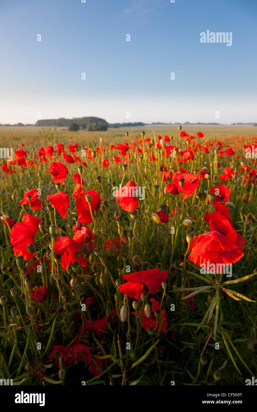 Domaine de la red poppies in UK (Papaver rhoeas) Banque D'Images