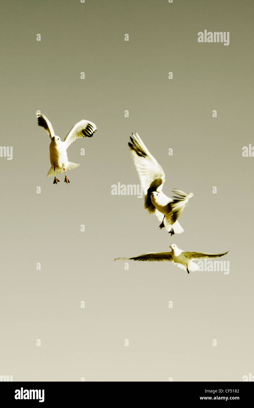 Allemagne, Hambourg, Seagulls flying in sky Banque D'Images