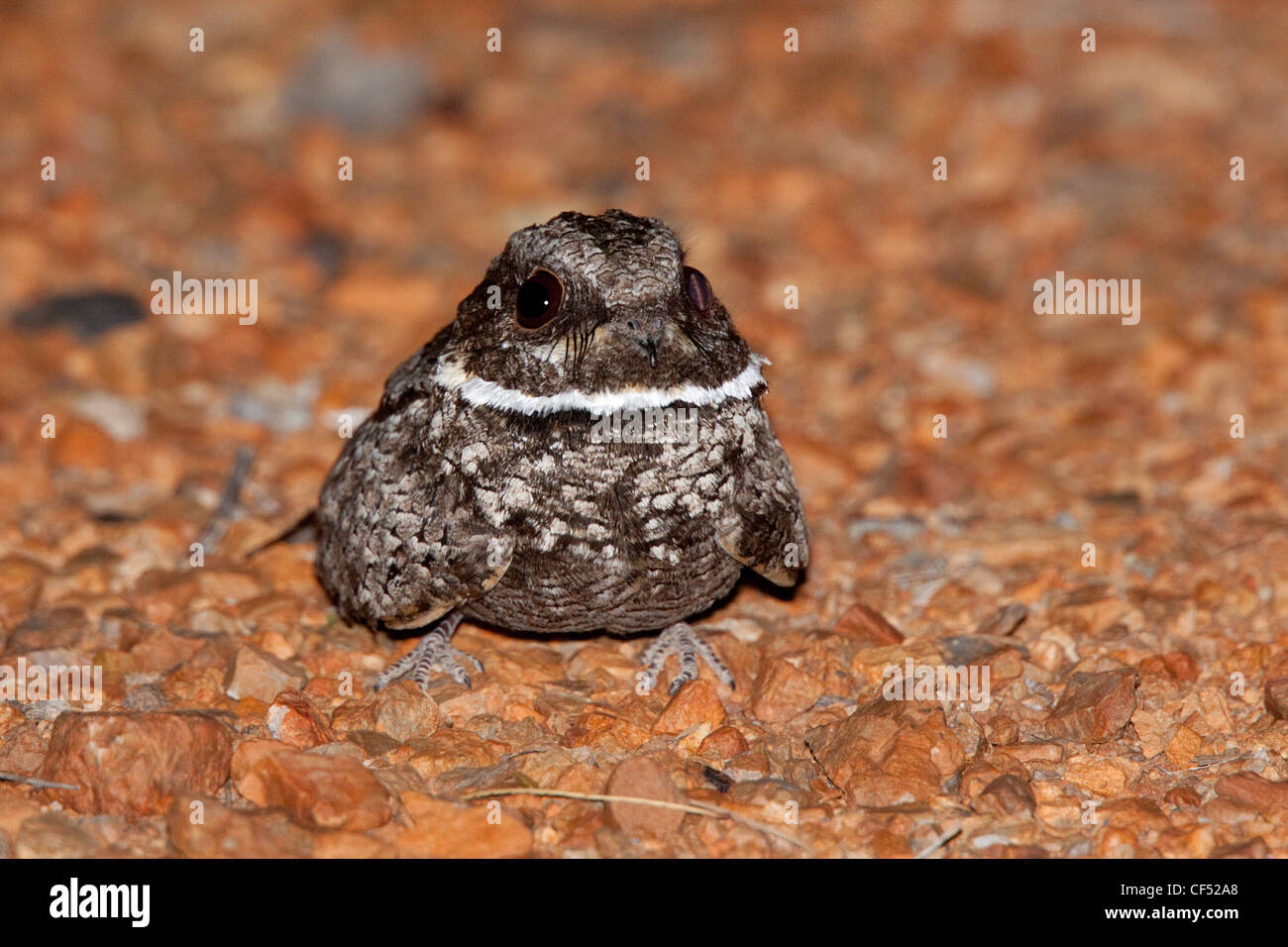 Engoulevent de Nuttall Phalaenoptilus nuttallii Santa Rita Mountains, comté de Pima, Arizona, United States 24 mai mâle adulte Banque D'Images