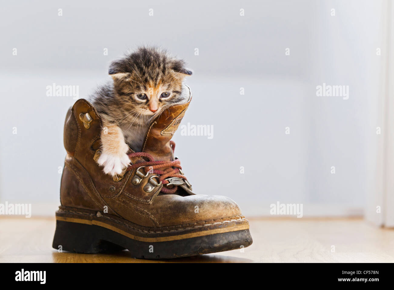 Allemagne, chaton assis dans boot, Close up Banque D'Images