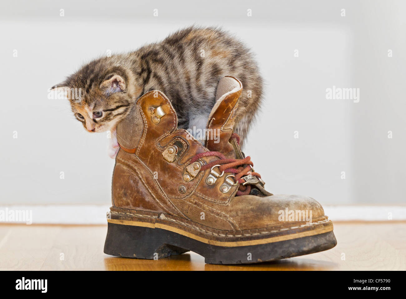 Allemagne, chaton assis dans boot, Close up Banque D'Images