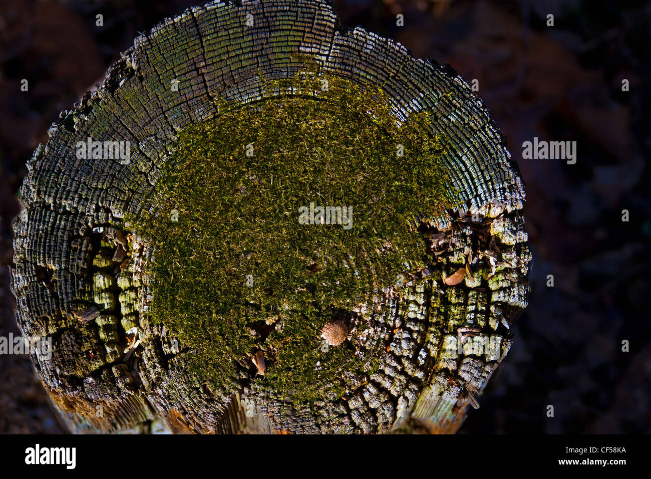 Journal de grain fin texturé Banque D'Images