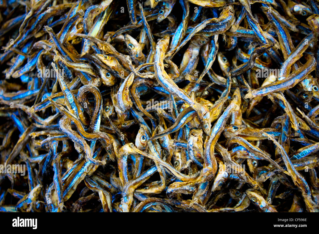 Un pêcheur attraper de petits poissons séchés Banque D'Images