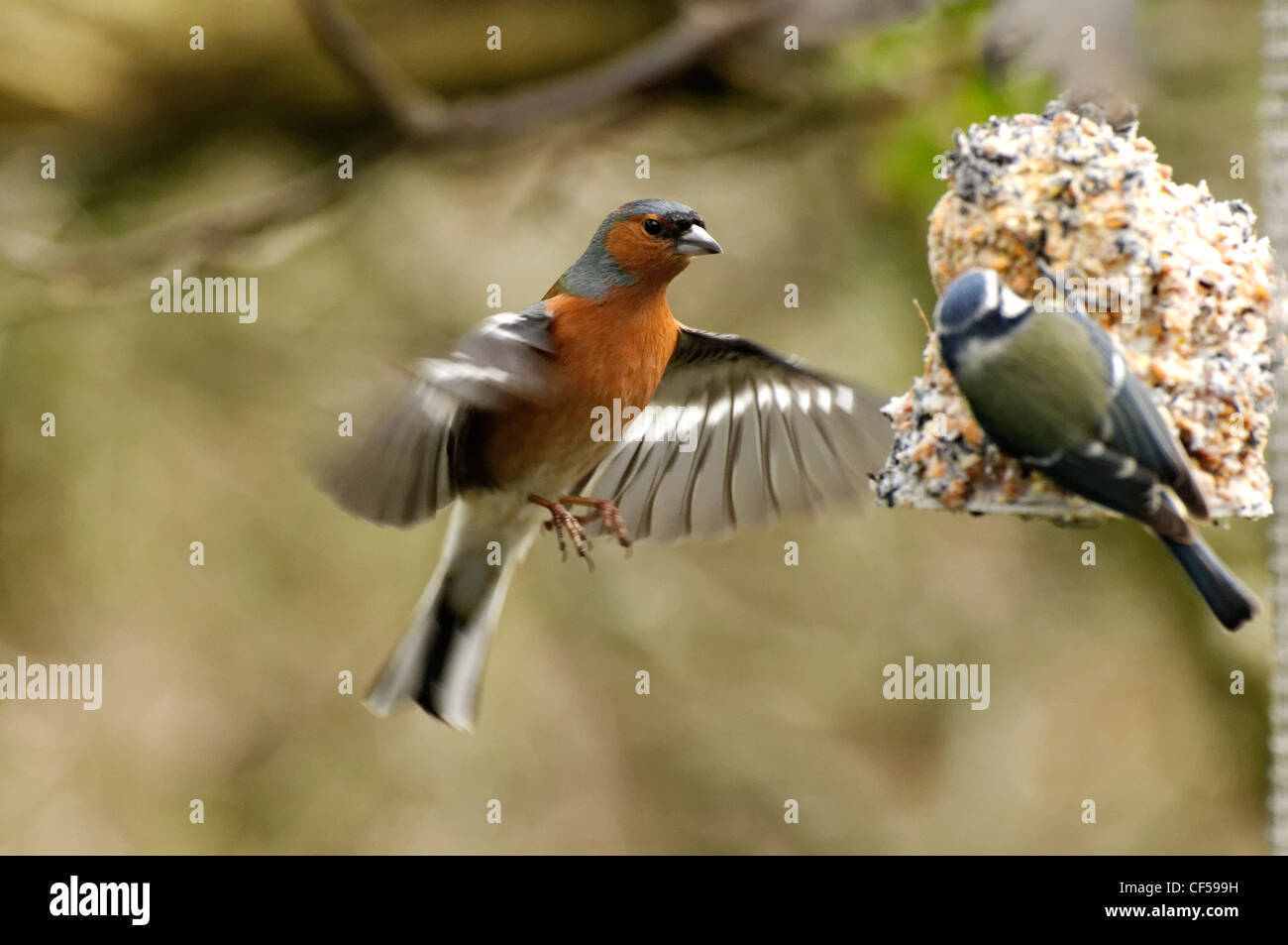 Un mâle pinson des vols à une mangeoire pour oiseaux Banque D'Images