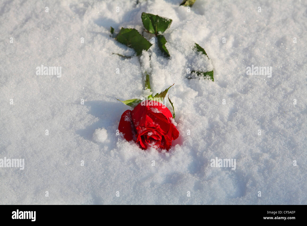 Une rose rouge gisant dans la neige Banque D'Images Une rose rouge gisant dans la neige Banque D'Images