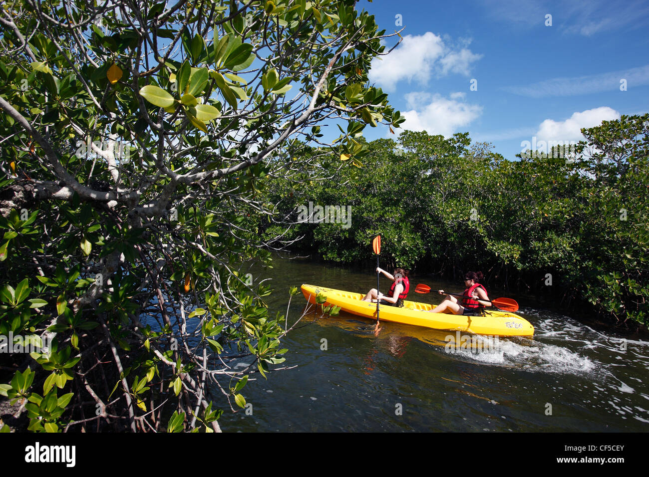 Les femmes kayak dans une mangrove, Key Largo, Floride Banque D'Images