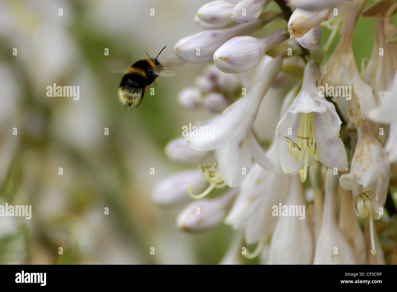 Bumblebee vol face à fleurs blanches Banque D'Images