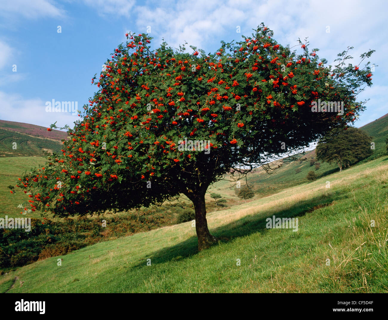 Les bovins ont créé un superbe morceau de topiary en naviguant sur le dessous de ce rowan tree en feu avec les fruits rouges. Banque D'Images