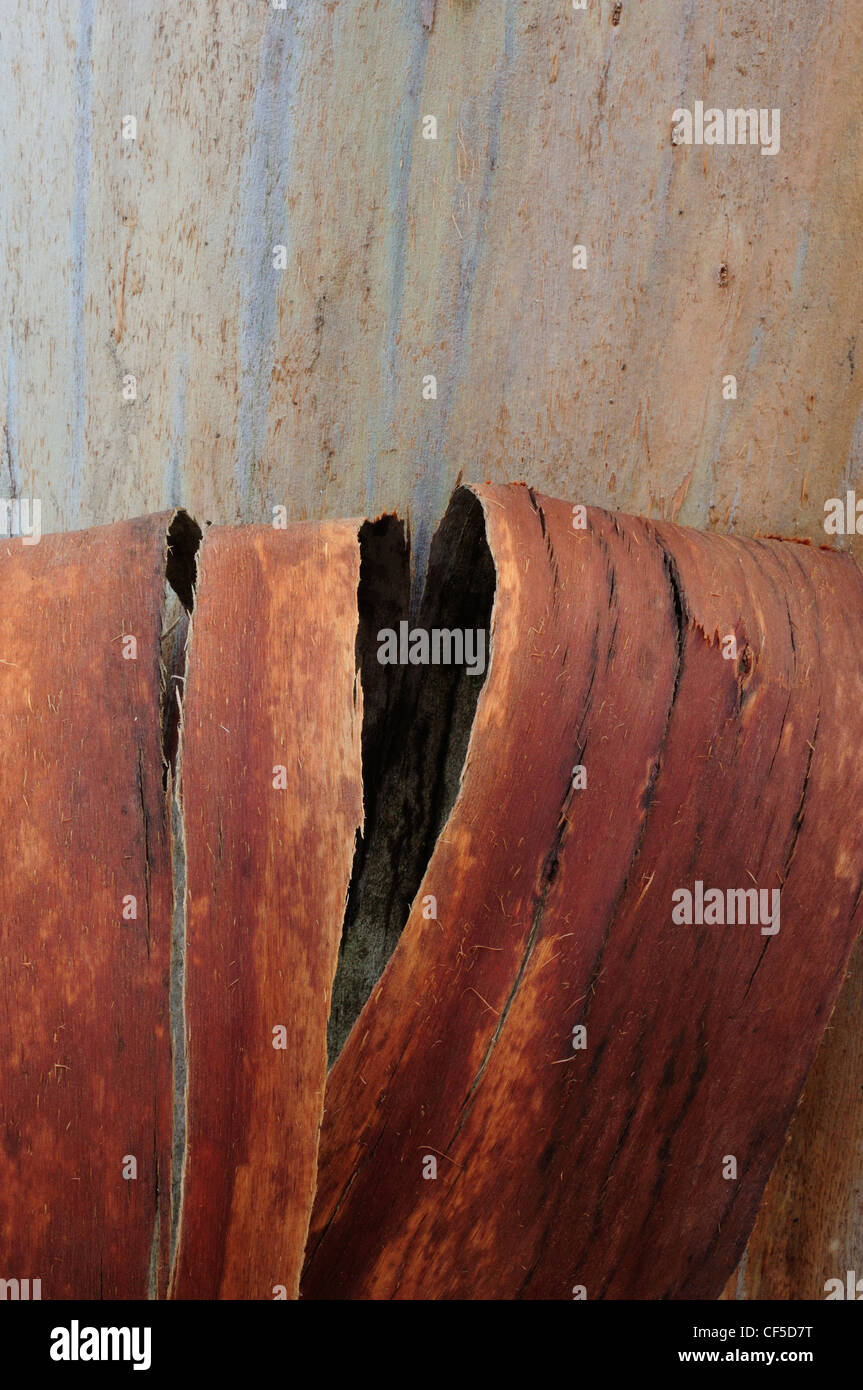 Tronc d'arbre et l'écorce d'eucalyptus Banque D'Images