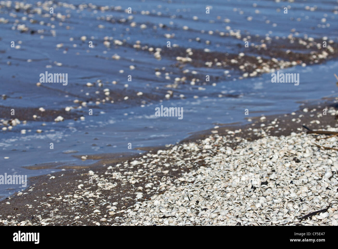 Coquillages sur le rivage à Rewal, Pologne Banque D'Images