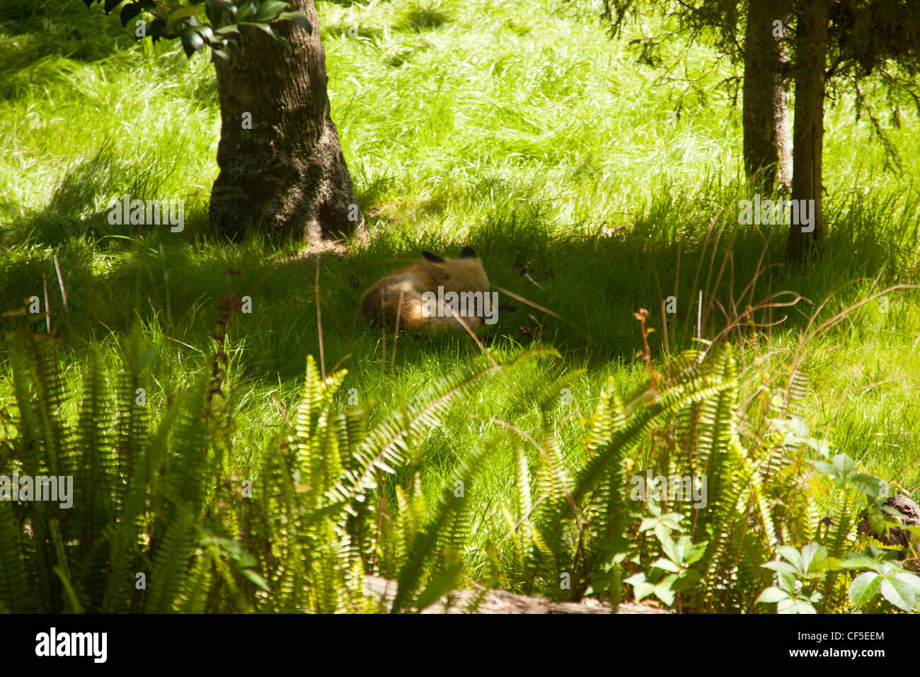 Le renard roux (Vulpes vulpes) originaire de la Floride, aux États-Unis. Banque D'Images