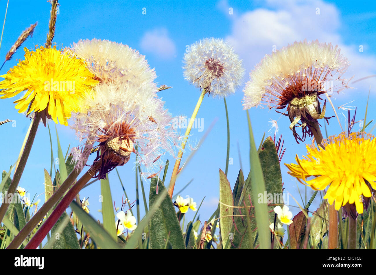 Fleurs de pissenlit dans l'herbe Banque D'Images