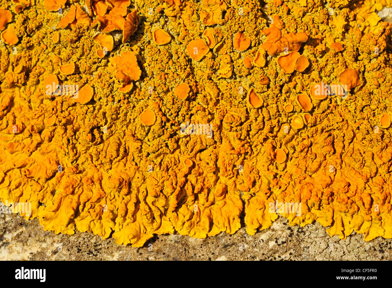 Sunburst maritime ou port maritime (Xanthoria parietina) Banque D'Images