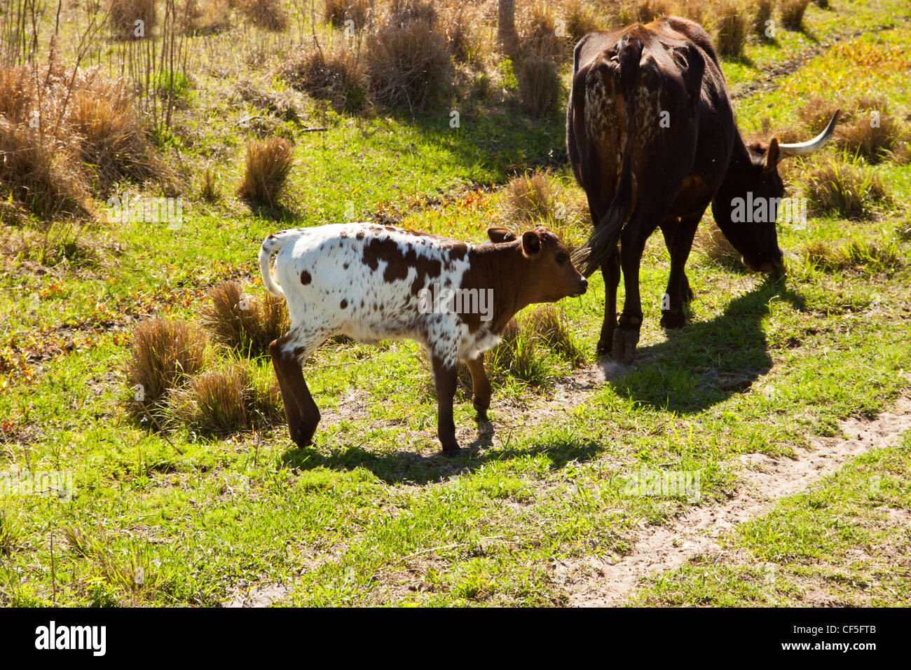 Bovins cracker et son veau, vache et son veau à eco floride,Orlando,florida,usa Banque D'Images