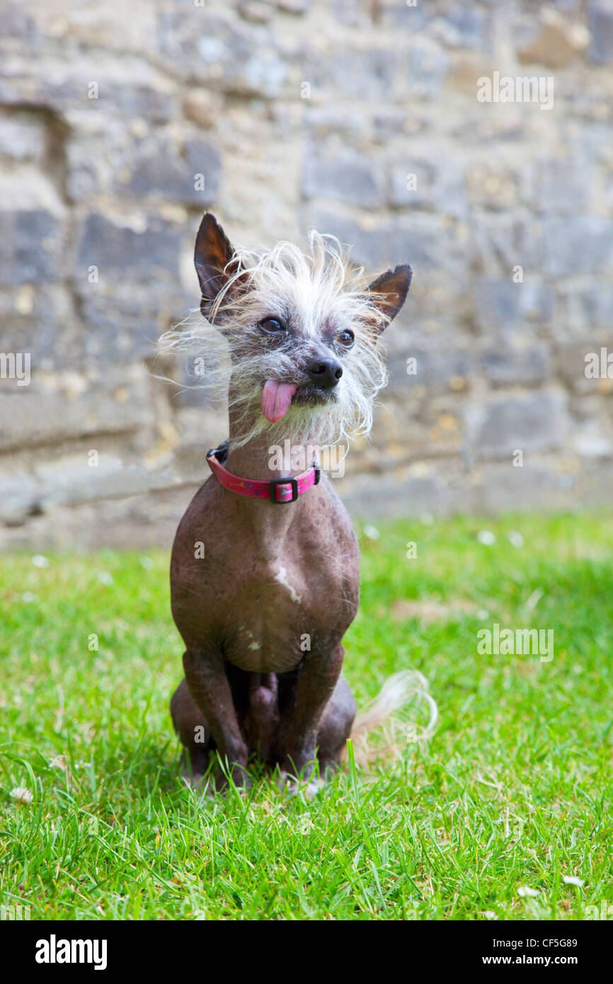 Portrait D Un Terrier Un Croisement Entre Un Jack Russell Terrier Sans Poils Et Un Chinois Photo Stock Alamy