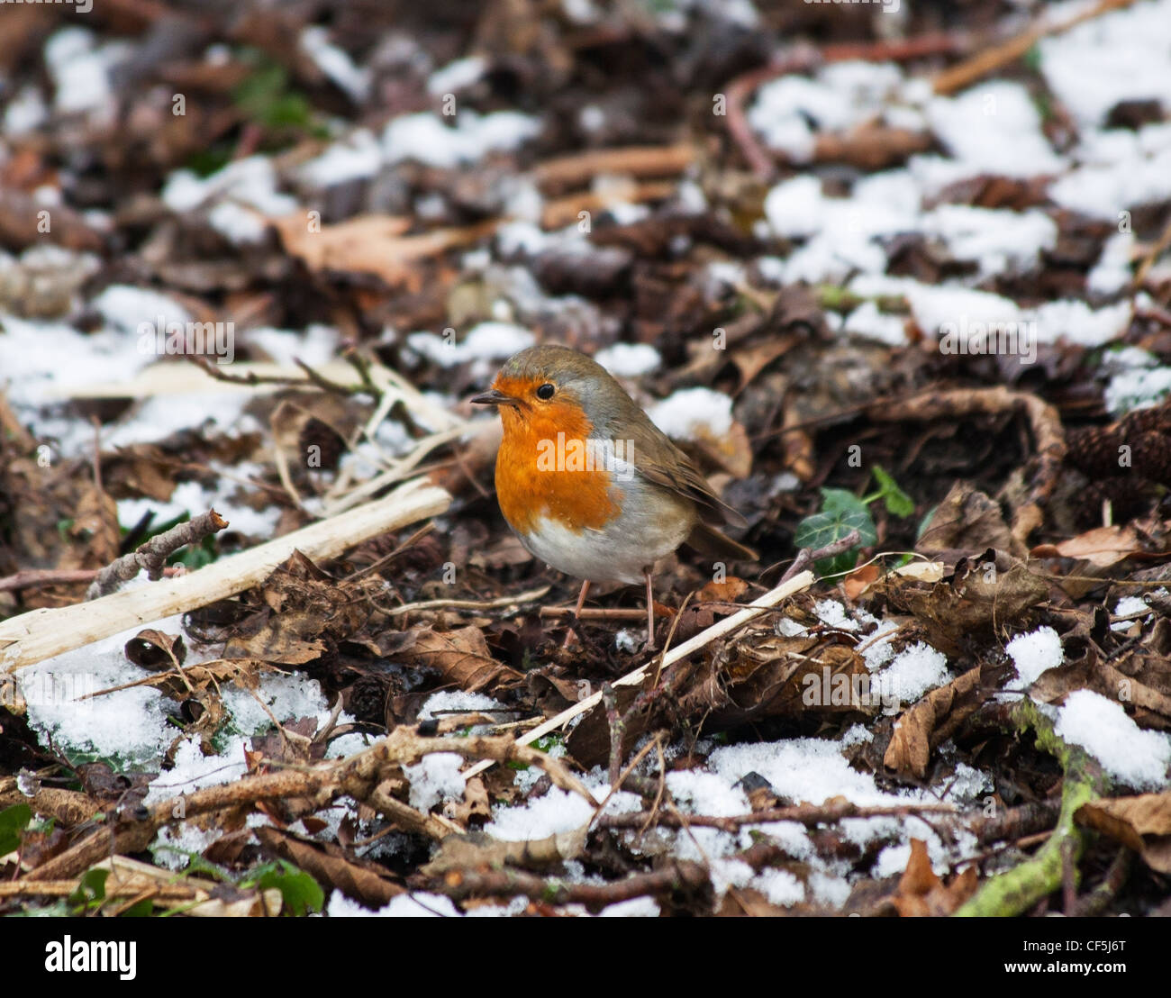 Robin européen, Erithacus rubecula aux abords, ou robin redbreast,un petit passereau de la 2012.1 (Old World flycatchers) famille Banque D'Images