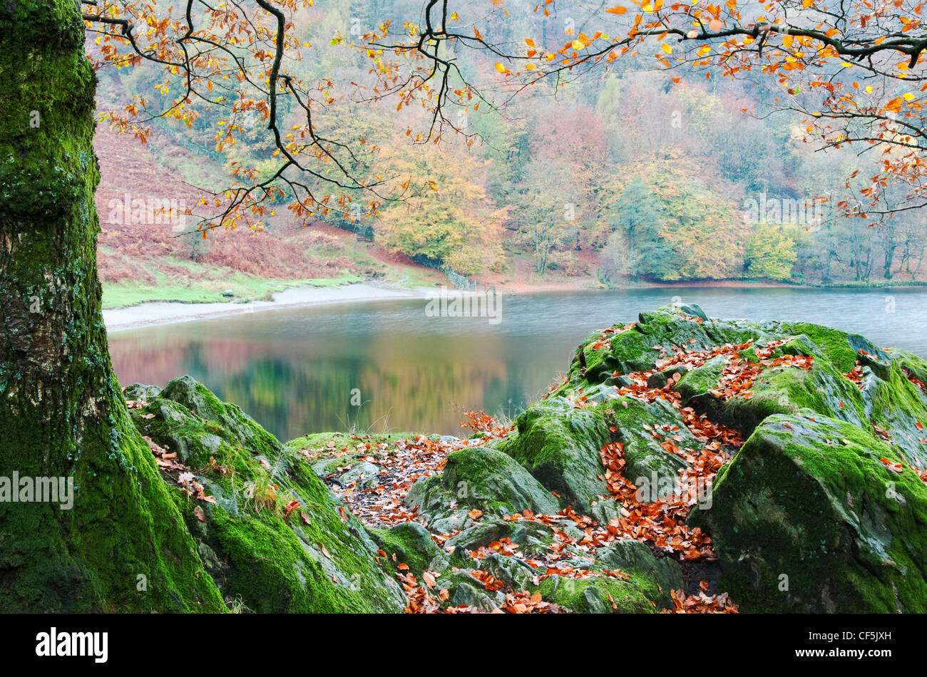 Une vue d'automne sur des roches couvertes de mousse du Lac de Grasmere dans le Lake District. Banque D'Images