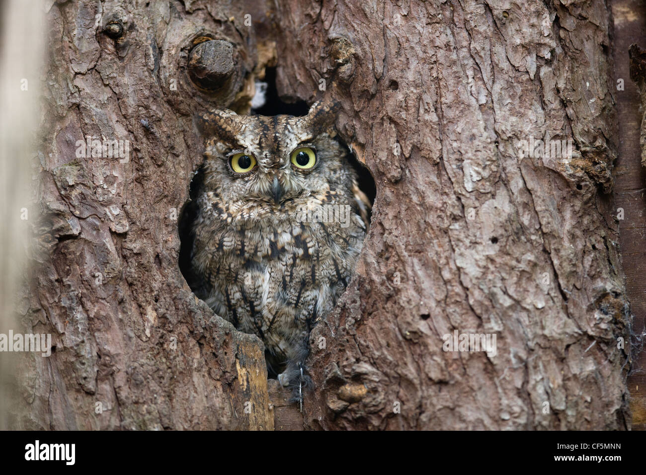 Owl camouflé et assis dans un trou dans un vieux tronc d'arbre Banque D'Images