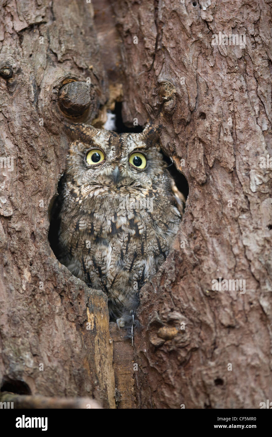 Le Hibou Dans Le Trou D'un Vieil Arbre Illustration Vectorielle