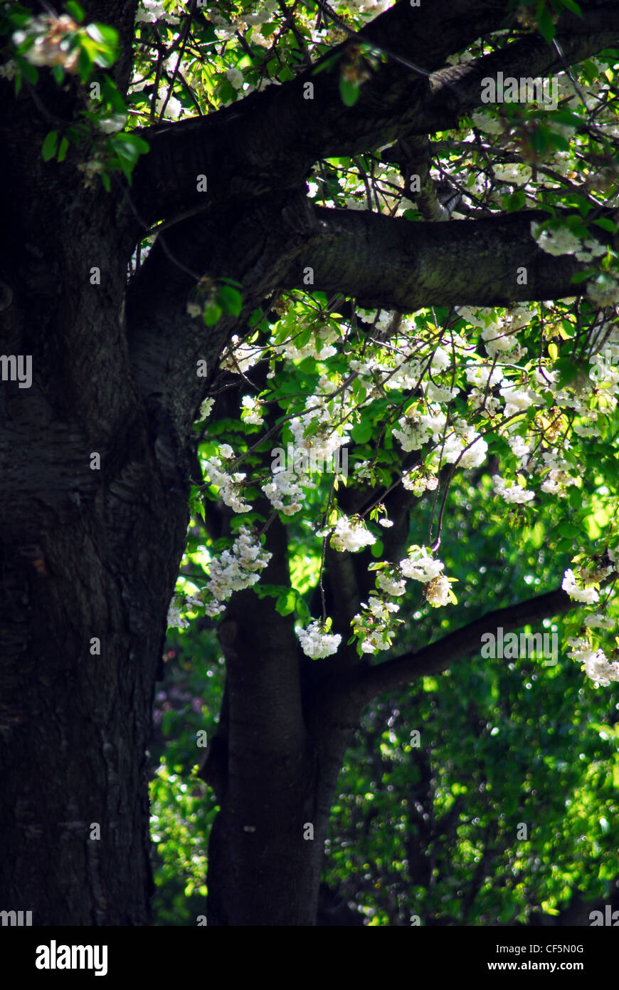 Vue de fleur de printemps et des arbres dans le centre de Dublin. Banque D'Images