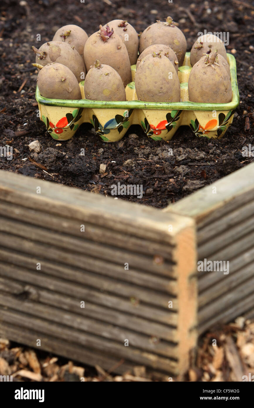 Germination de plantation des tubercules de pomme de terre sur un allotement, dans un lit fait de bois recyclé Banque D'Images