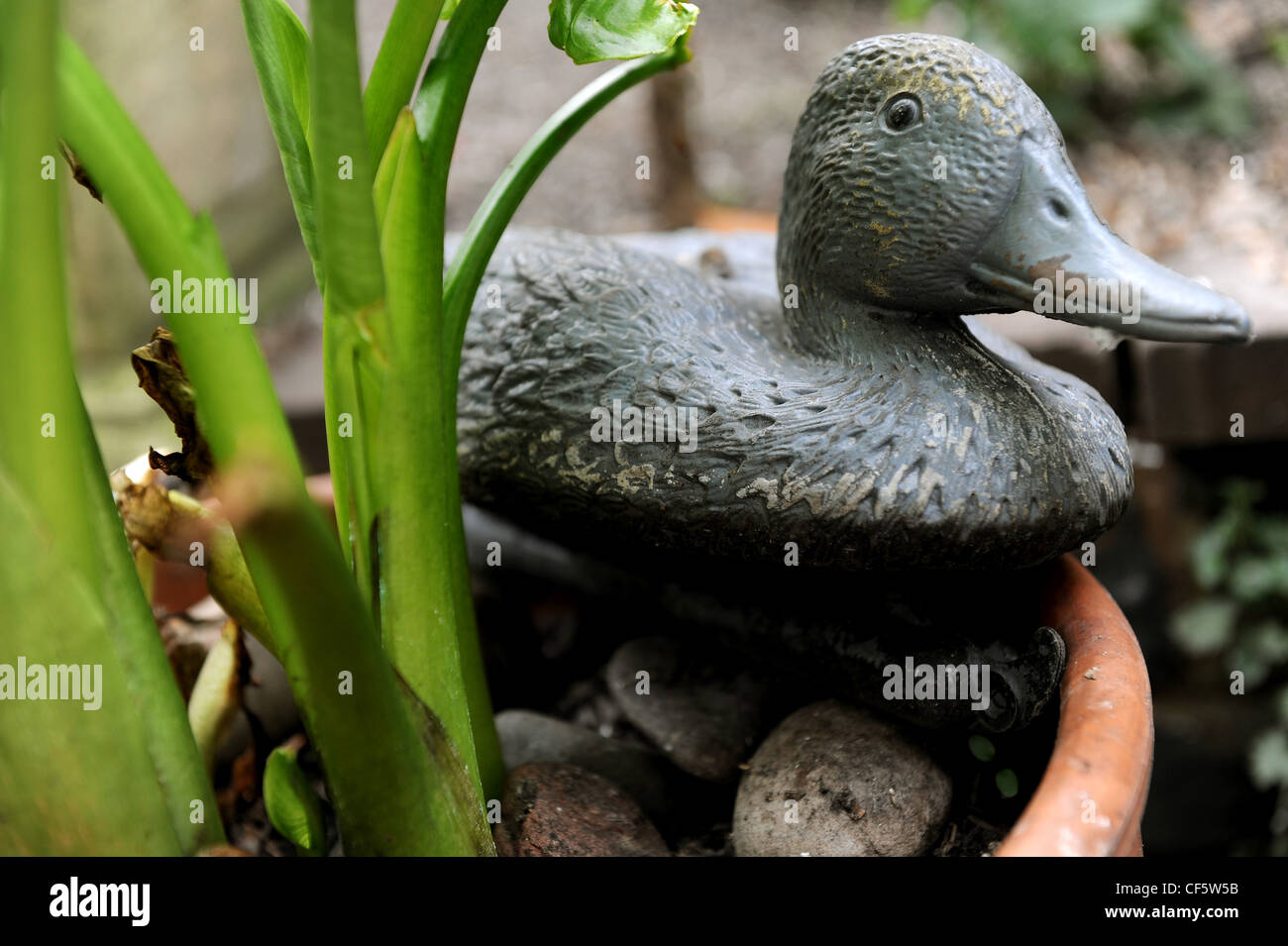 Trésor caché Close up image of iron duck figure dans un pot avec de l'usine d'arum vert avec des cailloux Banque D'Images