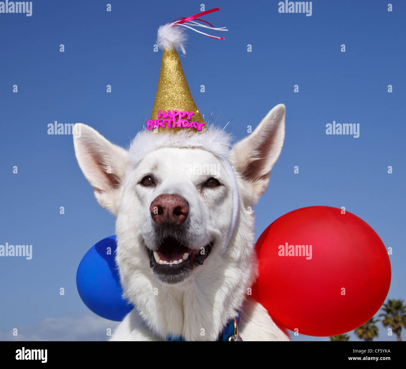 Berger Allemand Blanc Avec Des Ballons Et Joyeux Anniversaire Habillage Photo Stock Alamy Berger Allemand Blanc Avec Des Ballons Et Joyeux Anniversaire Habillage Photo Stock Alamy