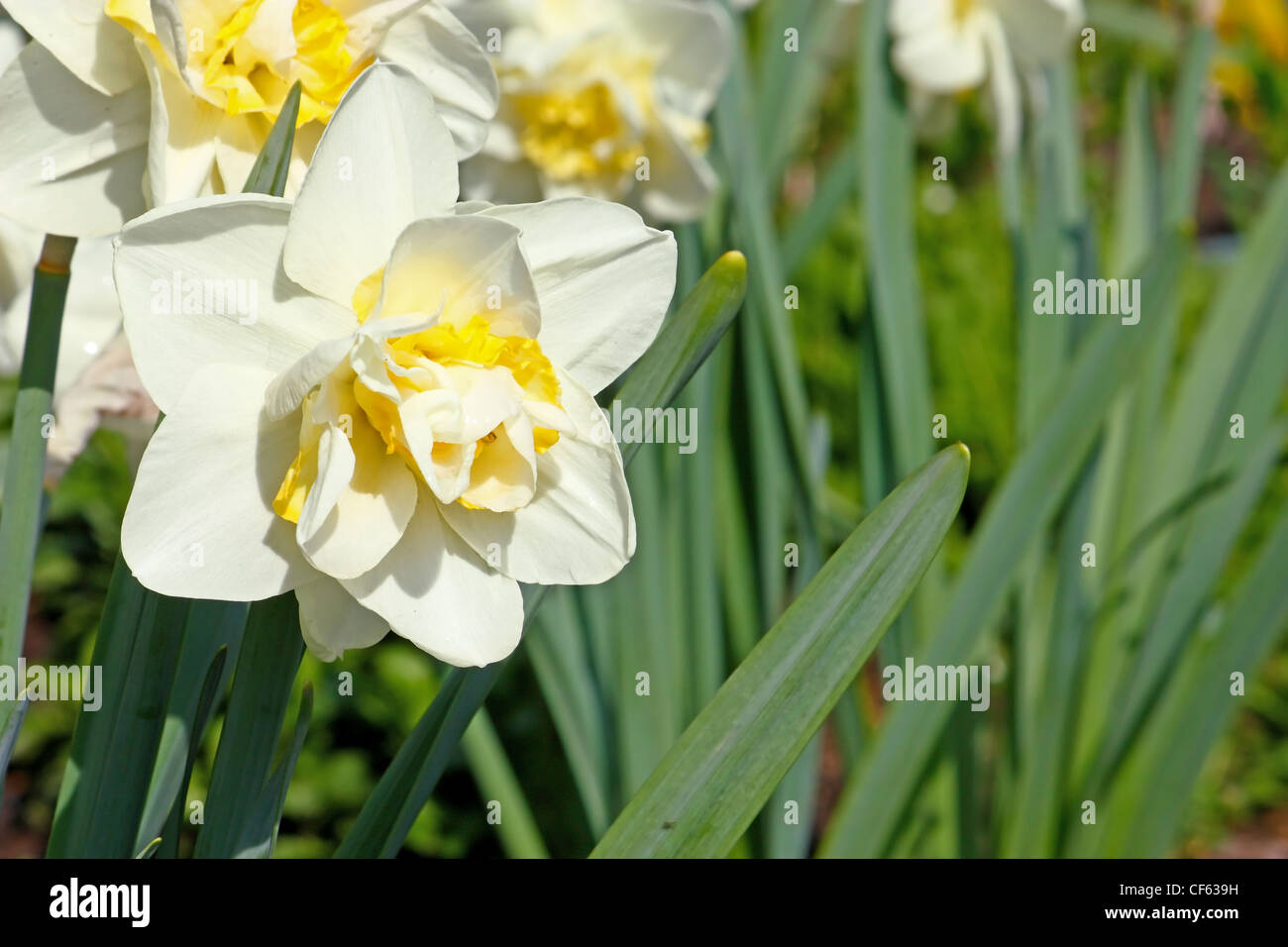 Fleurs de narcisses blancs dans le jardin Photo Stock - Alamy