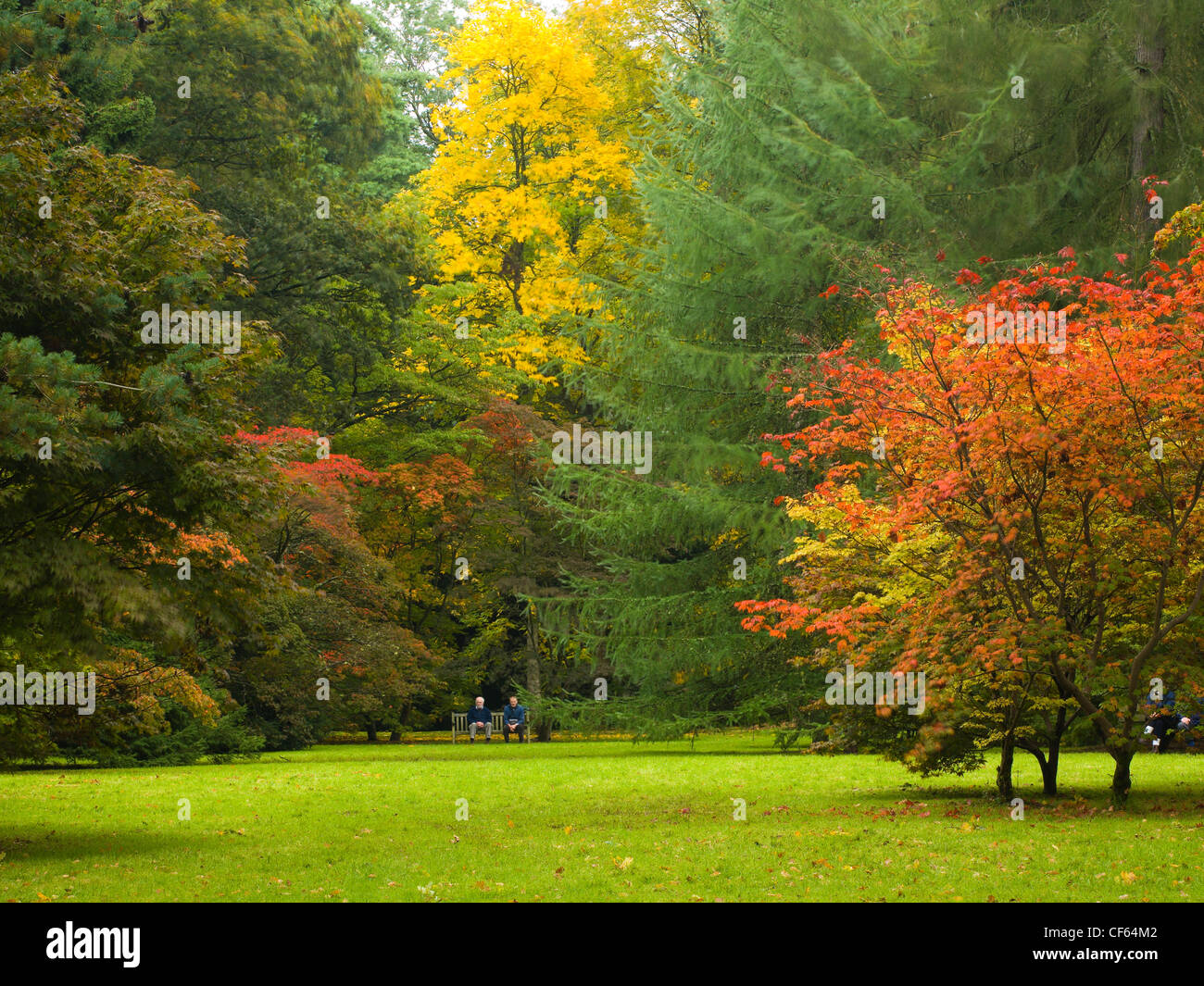 Glade Acer dans l'ancien à l'Arboretum, l'Arboretum National de Westonbirt. Banque D'Images