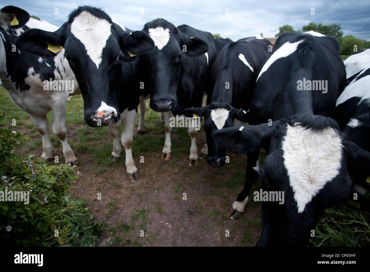 Un troupeau de bovins Holstein (Bos primigenius). Banque D'Images