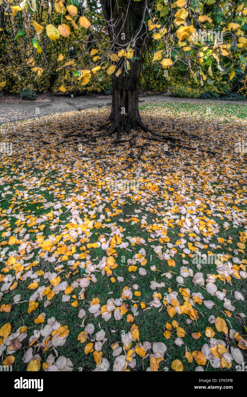 Les feuilles tombées dans l'herbe couverte d'un arbre ornemental à l'automne. Banque D'Images